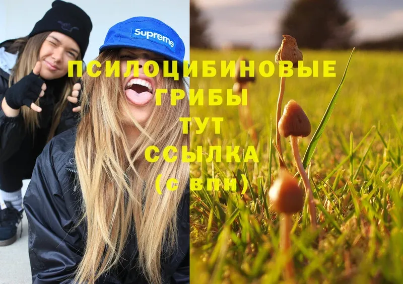 закладки  Белоозёрский  Псилоцибиновые грибы Cubensis 